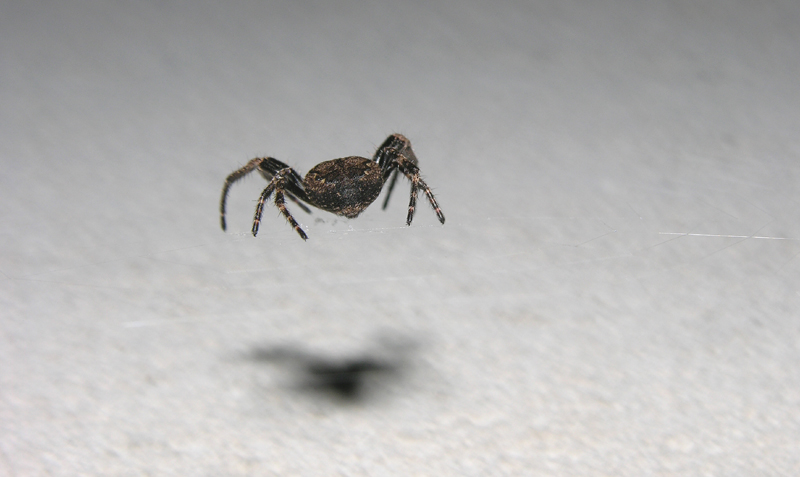 Nuctenea sp.